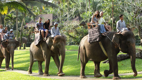 Tempat Wisata di Bali - Elephant Safari Park