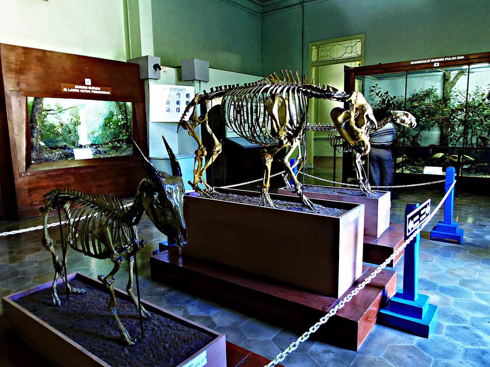 Tempat Wisata di Bogor - Museum Zoologi