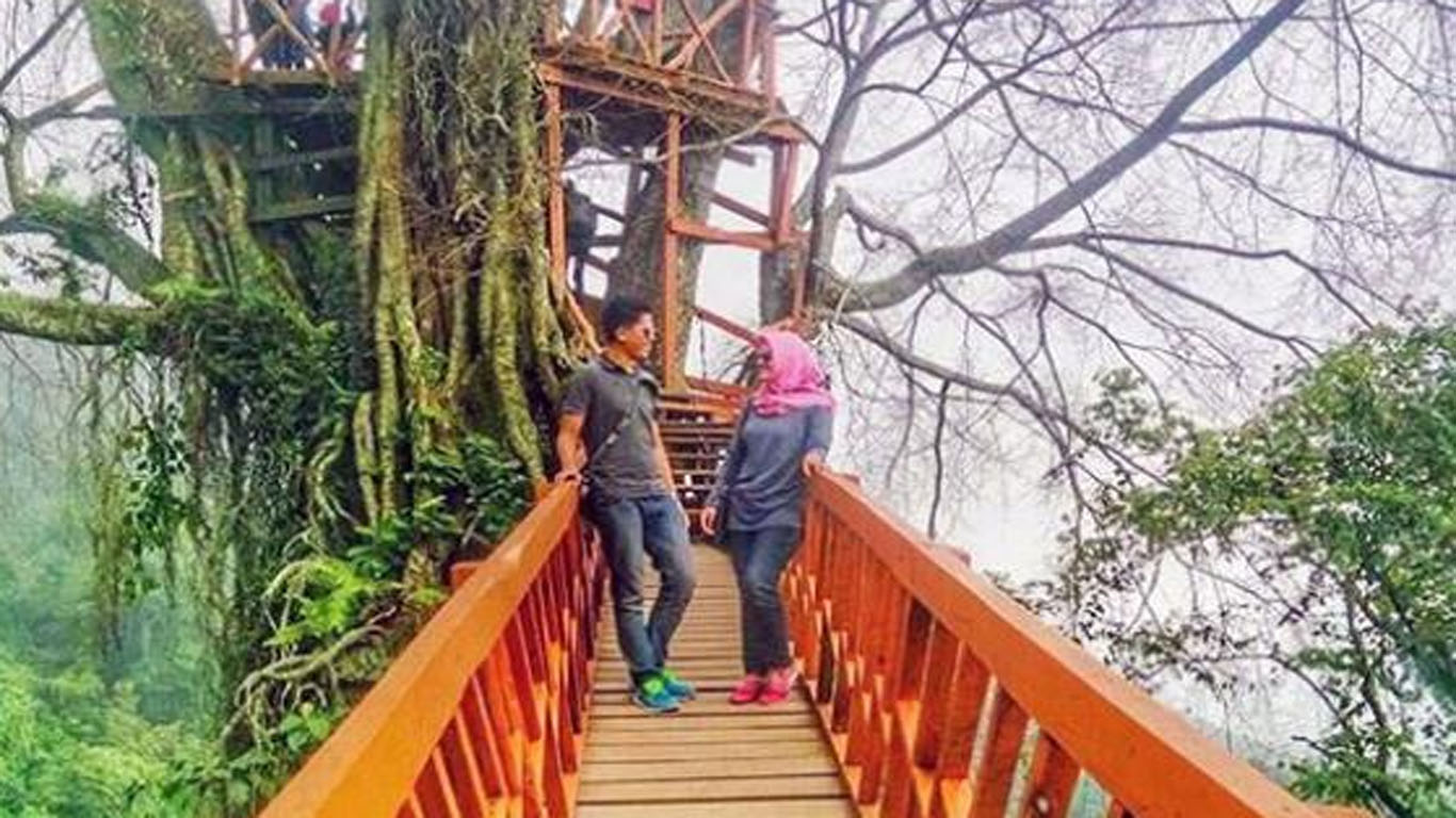 Tempat Wisata di Bogor - Rumah Pohon & Jembatan Kayu