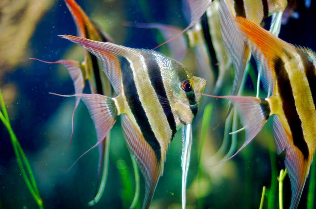 Jenis Ikan Hias Terindah yang Mudah Dipelihara di Aquarium