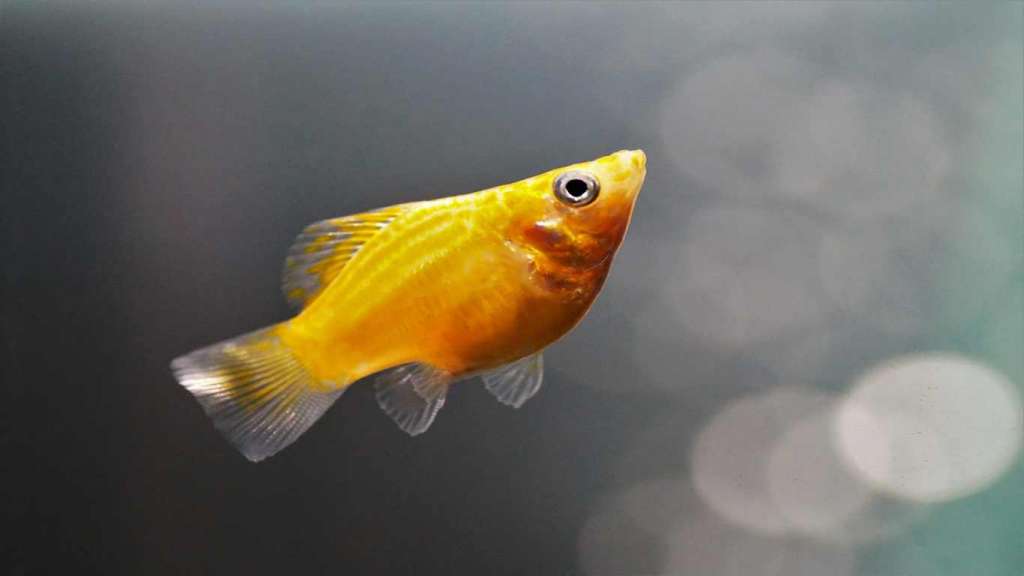 Jenis Ikan Hias Terindah yang Mudah Dipelihara di Aquarium