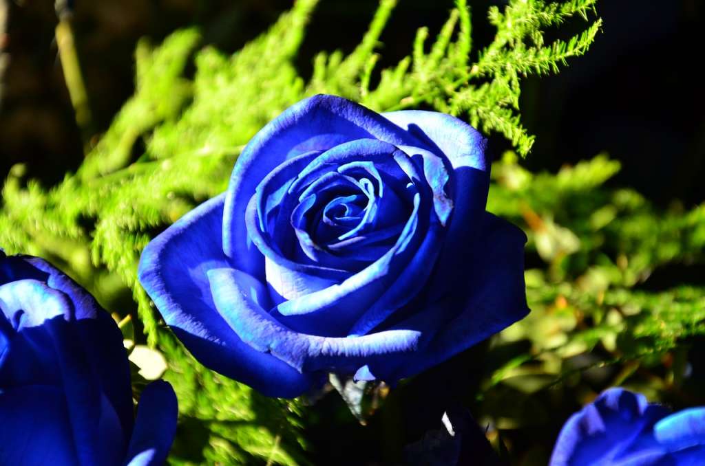 10 Contoh Gambar Bunga Mawar Yang Cantik Dan Artinya