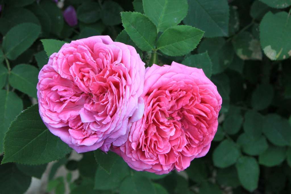 10 Contoh Gambar Bunga Mawar Yang Cantik Dan Artinya Mamikos Info