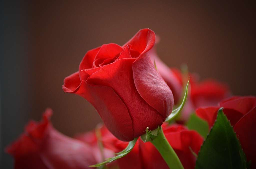 10 Contoh Gambar Bunga Mawar Yang Cantik Dan Artinya Mamikos Info