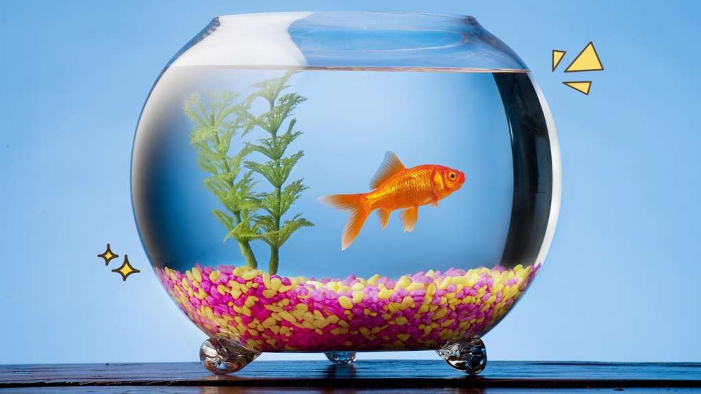 14 Jenis Ikan Hias Terindah Yang Mudah Dipelihara Di Aquarium Mamikos Info