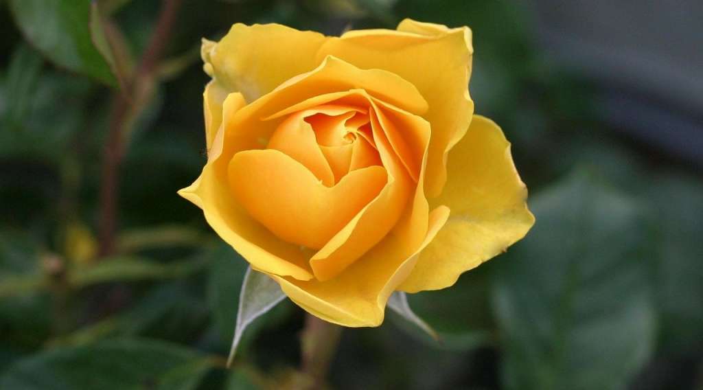 Contoh Gambar Bunga Mawar yang Cantik dan Artinya
