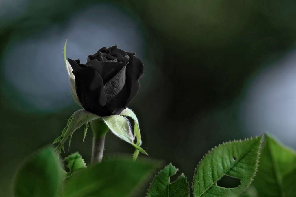 Gambar bunga mawar yang paling indah
